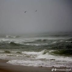 two birds flying over the ocean on a foggy day