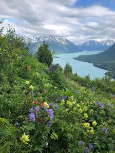 wildflowers and other flowers on the side of a mountain with water in the background