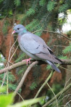 a gray bird sitting on top of a tree branch next to green leaves and branches