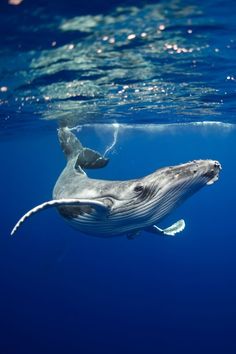 two humpbacks swimming in the ocean together