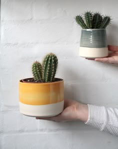 a person holding a potted cactus in front of a white wall