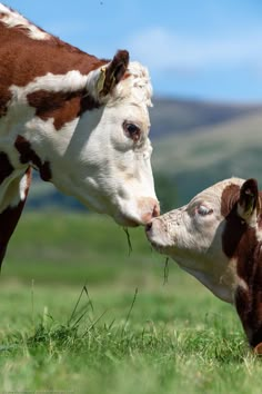 two brown and white cows standing on top of a lush green field