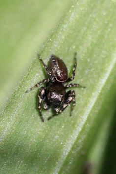 two bugs sitting on top of a green leaf