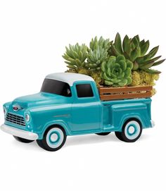 a blue truck with succulents in the back