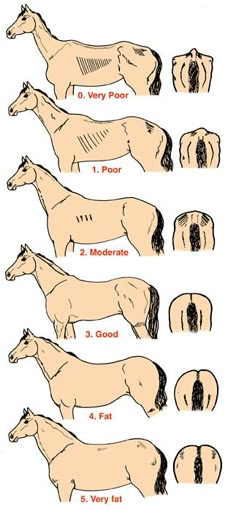 the horse is shown in different positions and sizes