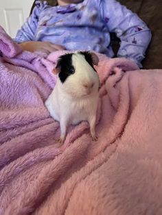 Pig Pics, Funny Rats, Guinea Pig Care, Guinea Pig Cage