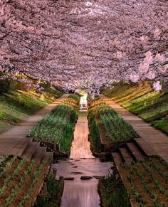 the walkway is lined with rows of plants and trees that are blooming in full bloom