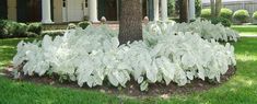 a white plant in front of a house with columns and trees on the side walk