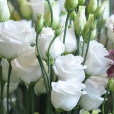 many white flowers are arranged together in a vase with green stems and purple ones on the side