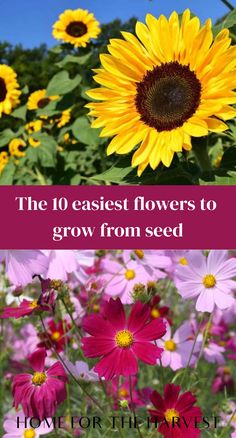 The 10 easiest flowers to grow from seed Growing Zinnias From Seed, Chaos Gardening, Garden Redesign, Lake Landscaping, Grow From Seed, Flowers To Grow