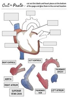 diagram of the human heart with labels on each side and other parts labeled in text