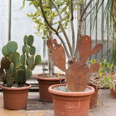 three potted plants with cactuses in them