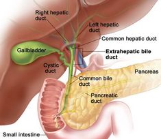 the liver and pancreas are labeled in this diagram