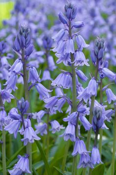 purple flowers are blooming in the garden