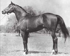 a black and white photo of a horse standing in the grass with trees in the background