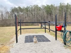 a dog standing in front of a fenced in area with hoses on it