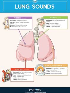 the lungs are labeled in different languages, and there is also an info sheet to help you