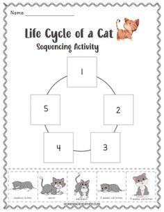 the life cycle of a cat with four pictures and numbers to match it's name