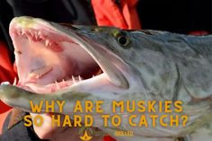 a large fish with its mouth open and it's teeth wide open to reveal the words, why are muskies so hard to catch?