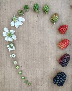 various berries and flowers arranged in the shape of a heart on a piece of cardboard