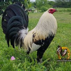 a rooster standing in the grass next to a tree