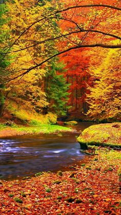 a stream running through a lush green forest filled with trees covered in fall leaves and colorful foliage