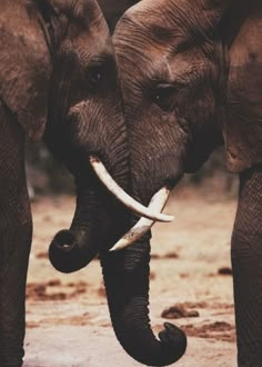 two elephants standing next to each other with tusks