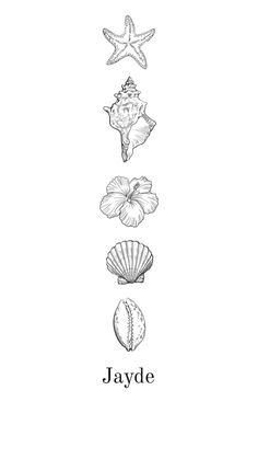 a drawing of shells and starfishs with the word jayde written below them