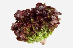 lettuce with red and green leaves on white background