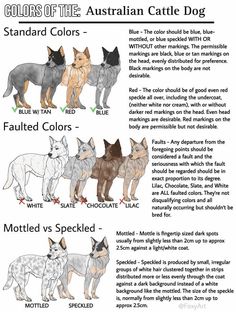 an illustrated guide to the australian cattle dog