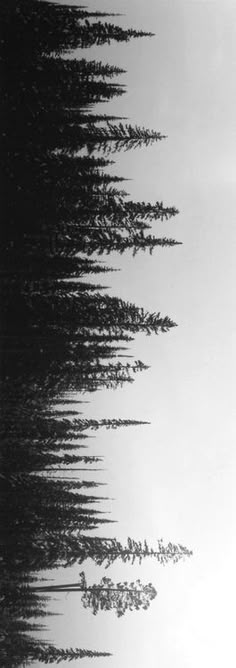 an image of trees that are in the air