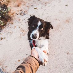 a person holding a dog's hand in the sand with his paw on it