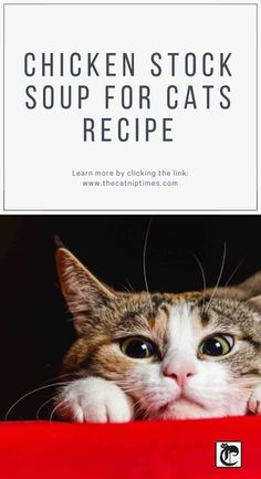 a cat laying on top of a red blanket next to the words chicken stock soup for cats recipe