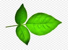 a green leaf on a white background