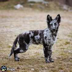 a small black and white dog standing on top of a grass covered field with trees in the background