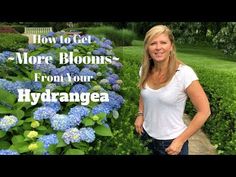 a woman standing in front of blue flowers with the words how to get more blooms from your hydrangea