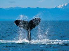 a whale's tail flups out of the water