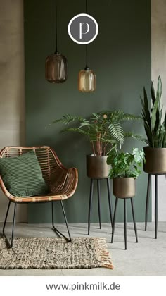 some plants are hanging from the ceiling in front of a green wall and two chairs