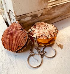 two seashells sitting on top of each other near a pair of metal scissors