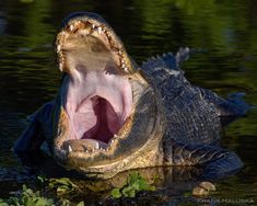 an alligator with its mouth open and it's teeth wide open in the water