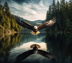 an eagle is flying over the water with its wings spread out and it's reflection in the water