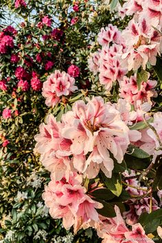 pink flowers are blooming in the garden