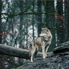 a wolf standing on top of a rock in the woods