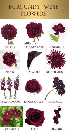 a bunch of flowers that are labeled in different colors and sizes, with the words burgundy wine