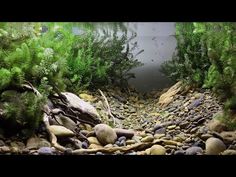 an aquarium filled with lots of rocks and plants