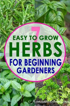 herbs growing in the garden with text overlay that reads easy to grow herbs for beginners