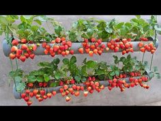 strawberries are growing on the side of a metal planter with green leaves and red berries hanging from it