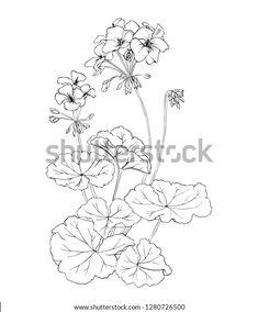 an ink drawing of flowers and leaves on a white background