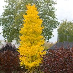 a tall yellow tree sitting in the middle of a garden