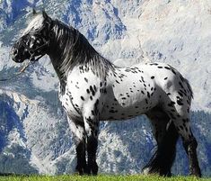 a white and black horse standing on top of a grass covered field with mountains in the background